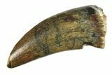 Megalosaurid Dinosaur (Afrovenator) Tooth - Niger #284067-1